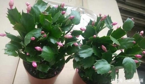 蟹爪兰|夏天一到,花卉进入生长旺期,这2种花抓紧时间剪,不影响开花