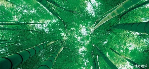 中国“最壮观”的竹林在四川!竹子达到400种?是卧虎藏龙取景地