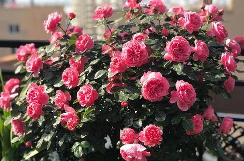  『家里』家里种植这些花朵，耐干旱，超适合懒人养，开花不断，爆成花海