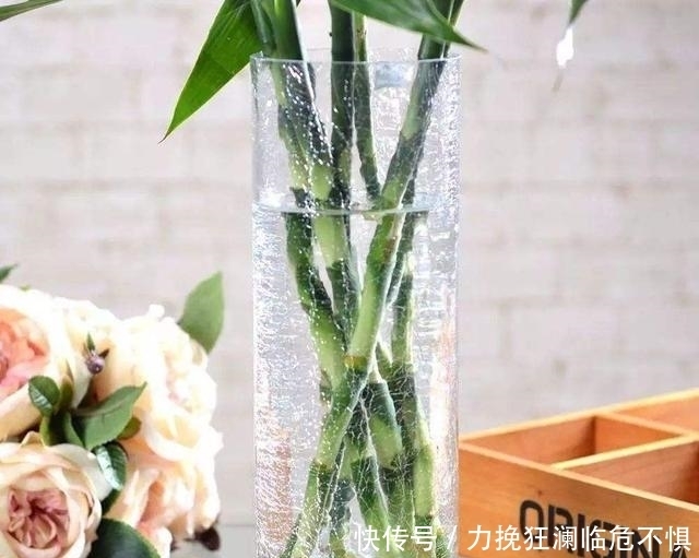 「水培」水培的富贵竹,为什么会突然出现根基腐烂?