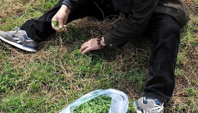  「苜蓿」种植超2千年，曾被农民用来喂猪，如今15元一斤成高钙野