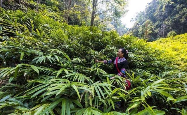  亩产值@只在农村有的“野草”，种植一次可采收多年，亩产值上万元