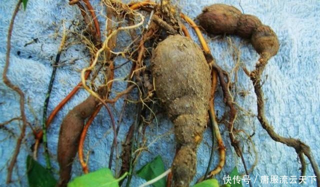  根茎■它生于石头缝，常被当杂草，殊不知，此为珍贵的“白首乌