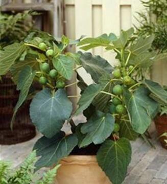 这种果树，好养易结果，阳台养一盆！结果30多斤，常吃身体好