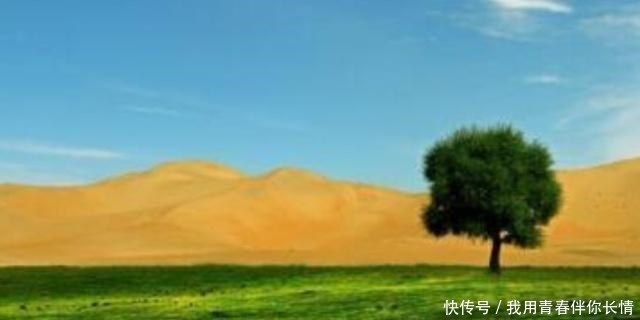 科学家为什么阻止人们把沙漠变成森林？变成森林不是更好吗？可算