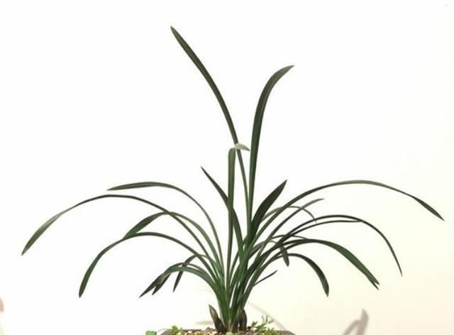  「不少」养兰花用药，用对这3种“药”，长得好、开花不少