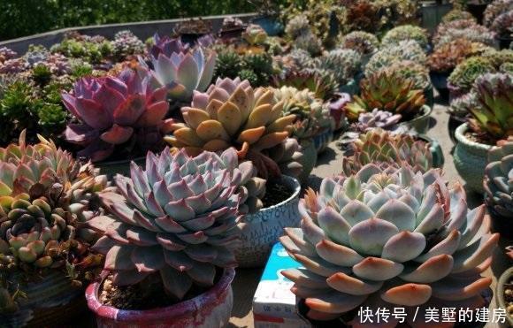 适得其反|养多肉,不要有“求快”心理,循序渐进,求快小心“适得其反”