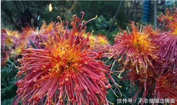  高贵典雅：新手养花，不如养盆“泉乡火花”，花姿优美，高贵典雅，适合盆栽