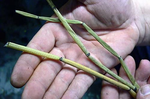  [杂草]农村地里成堆的杂草，如今“身份反转”，成了一斤十多元的中草药