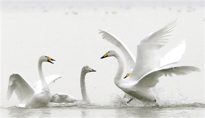 从50只到近万只 白天鹅是如何爱上三门峡的？