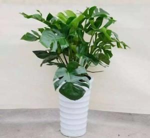皮实:4种养在室内的“健康花”,皮实还爱开花,空气清新上档次,超美