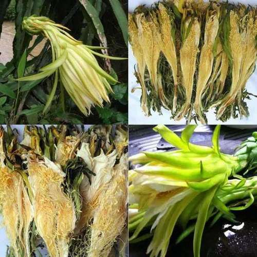 靠墙跟就能种，农民种植只要花，不占地卖价高