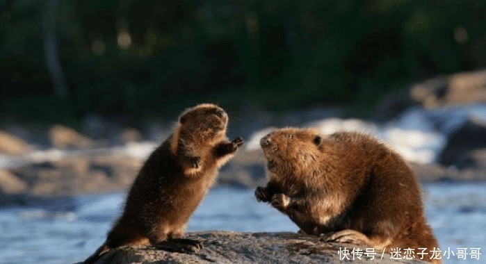 欧洲河狸入侵阿尔泰山?将树木吃成“沙漏状”,还是我国保护动物