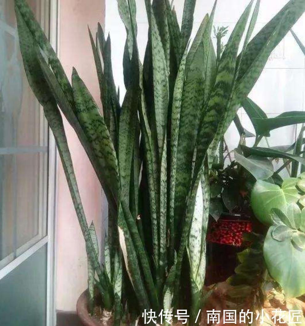 #旺盛#养虎皮兰,经常施2种“有机肥”,盆土松软,长势旺盛