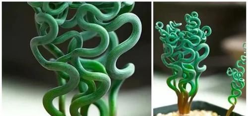  「常独特」10种长相很怪异的盆栽植物，都很适合养在花盆里