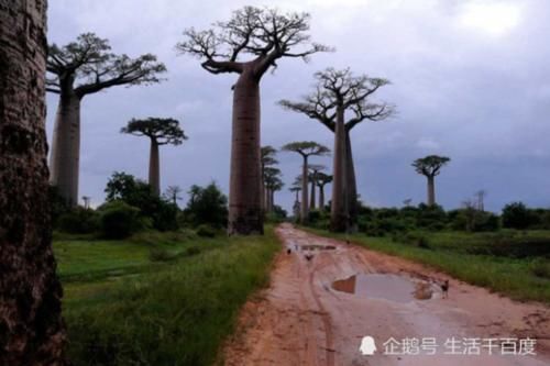  「中国」寿命5000年的非洲“生命之树”，可当房子住可取水喝，
