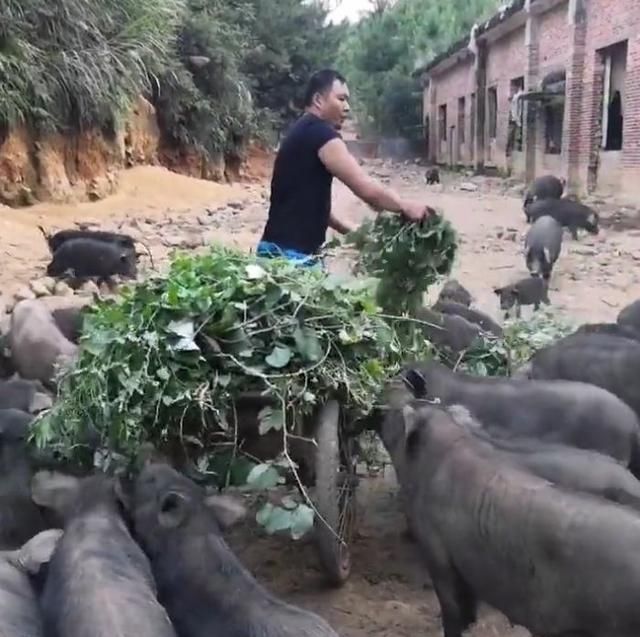  「农民罗大哥」农民养殖的“它”吃的都是野菜野草，一斤50元，