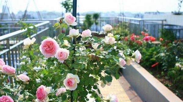 「发芽」月季老桩买来发芽焉了还能长新芽吗?