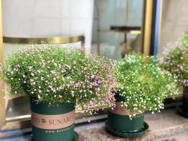  『化身』领队化身直播小姐姐 地接社成特产供货商，后疫情时代 旅游人的坚守