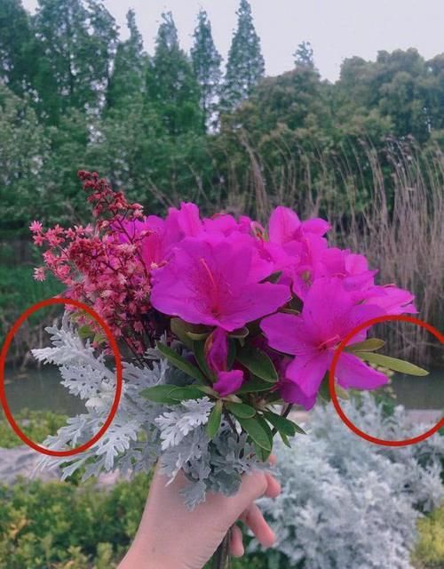  【作品】张馨予秀个人花艺作品，意外曝光花园内景，湖中花园让人羡慕