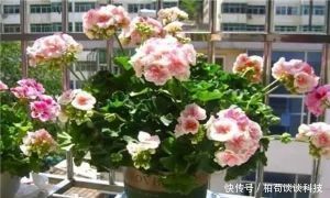  『扦插』春天种花3种，枝条沾土就生根，阳台变花