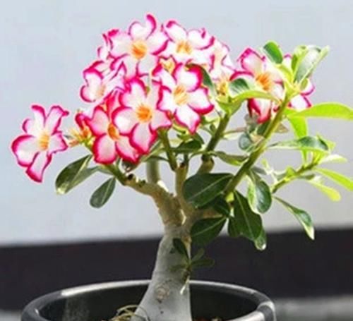  『不少』养花最怕浇水，那不如直接养盆耐旱花，省了不少心！