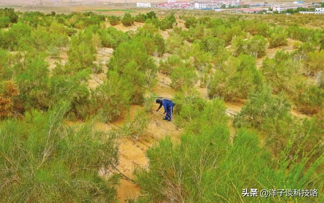 此沙漠被称为“死亡之海”，中国将沙漠变成“金子”，给其穿绿装
