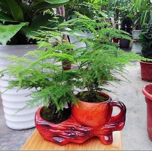 『地方都可以』几种耐阴花,最怕晒太阳,一晒就黄叶,看看你养了几种