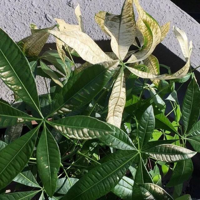  「图片作者」10种花，春天不能晒，躲屋里最安全！