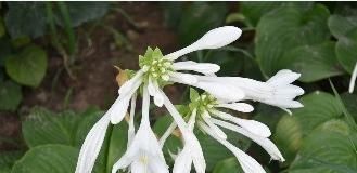  『光照』这5种花，光照越不好长得越旺，相反太阳一晒还枯叶，可好养了！