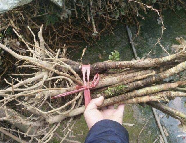  [根茎]“1种野草”根茎有价值，被称为“通草”，1斤20元买不到，珍贵！
