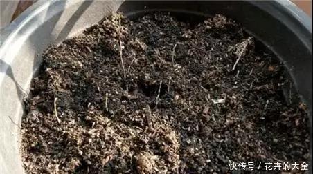 实用|养文竹,3个“繁殖”好办法,简单、易学、上手快,非常实用!