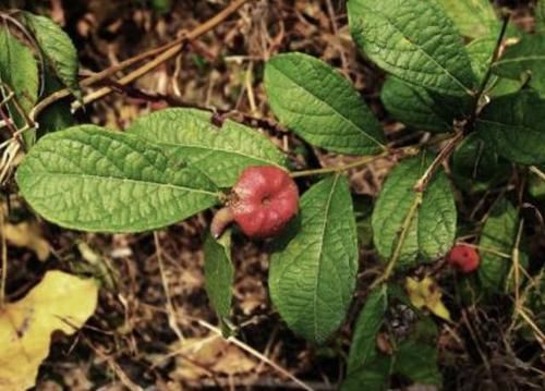  「果子」在阴湿的山沟里，有1种野果像“南瓜”，果子比山莓鲜艳，珍贵！