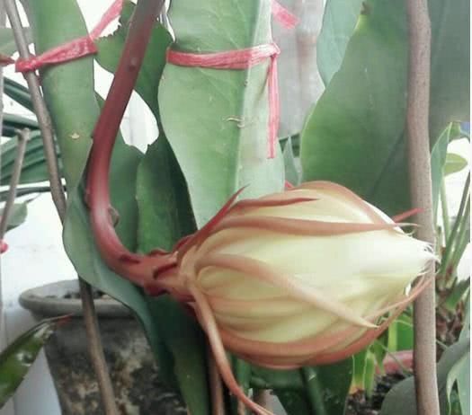  浇水：昙花不会养？做好这几点，让它安全度夏！