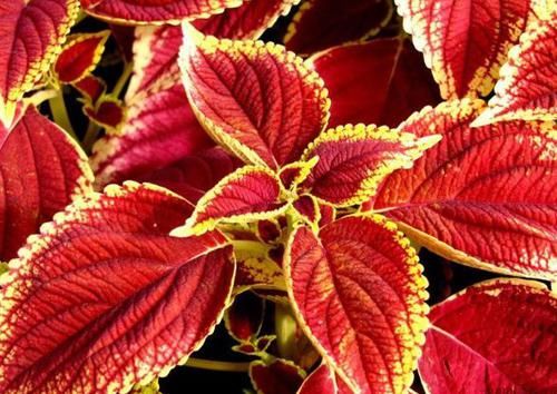 「大花天竺葵」喜欢菊花,不如养草本仙丹花,玲珑可爱,格外高贵!