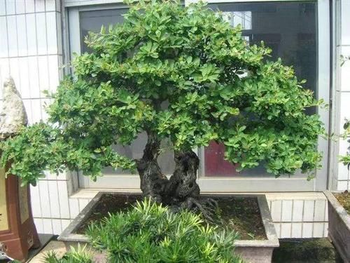 【代表】10年前一盆上万,10年后一盆十块,烂大街的黄杨,被玩坏的盆景