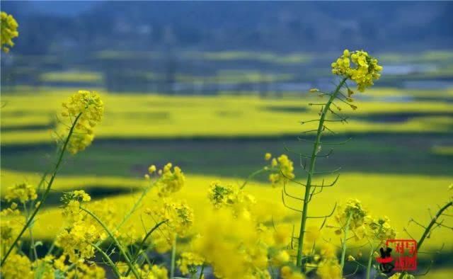  油菜花：一不小心，贵州黄平把春天打翻了