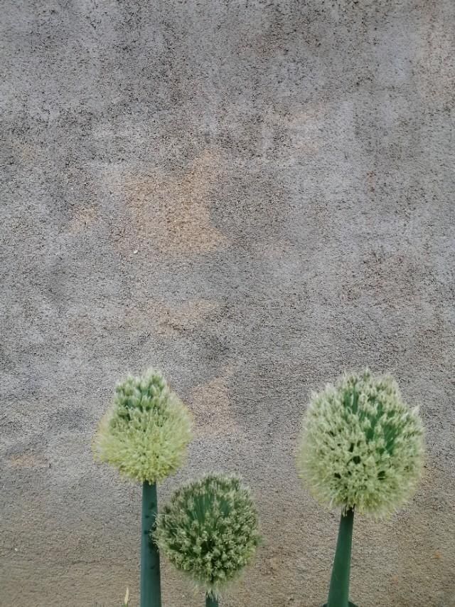『开花』麦子,也是开花的