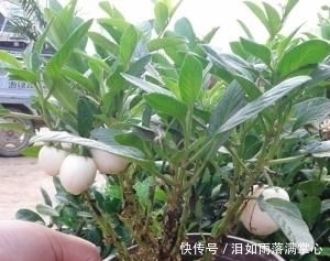 「花叶络石」农村遇到此“瑰宝级”植物,快挖回家摆起来!家人身体越变越棒