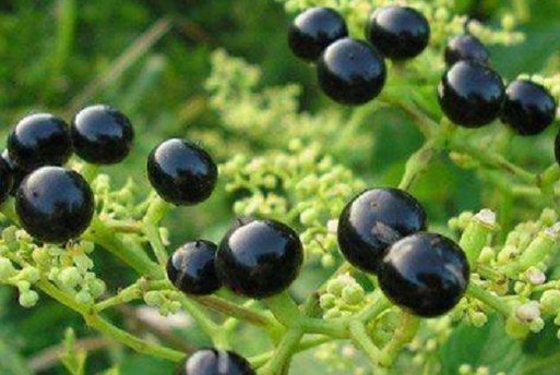  「野果」深山里罕见的“乌蔹莓”过去被农民当杂草，如今却是一