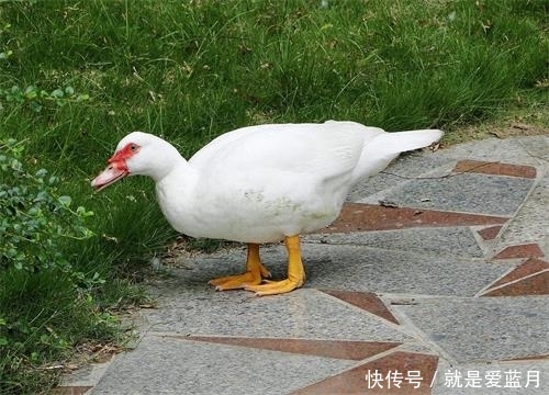为什么越来越多的人回农村创业2019农村有前景的养殖项目有