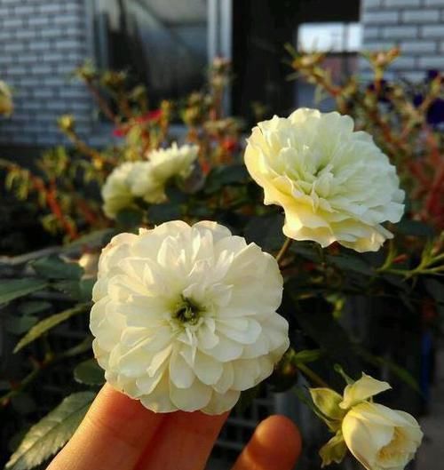  夏季：最适合夏季养的月季，花色奇特，花香怡人，丰花勤花极易爆盆！