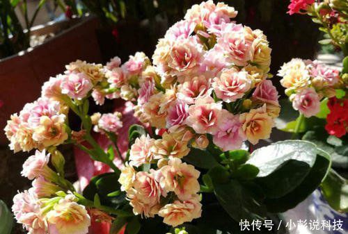  『油绿』长寿花花谢后，多做一件事，叶子更油绿，还能再开一茬花！