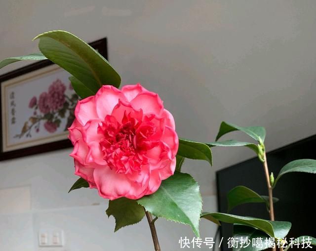 【缺水】地栽茶花的叶片发黄变卷,居然是脱水干死,原因在根部,还能救吗
