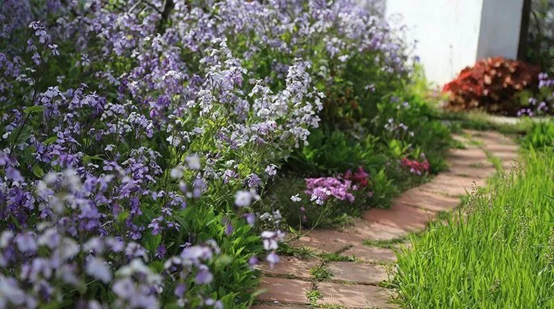 【慎养】这花要慎养，每年砍掉3麻袋，照样蹭蹭长！