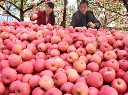  「过山车」去年收购价5元，今年不到5毛钱，苹果价格过山车，是