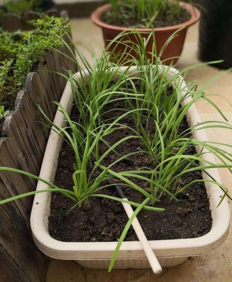  『记住』阳台种菜，记住“3点”，种什么都疯长，收获不错，够自己吃了