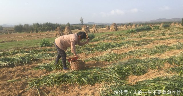 农民不种小麦种这货，亩产超6000斤，收入是种小麦的七倍以上