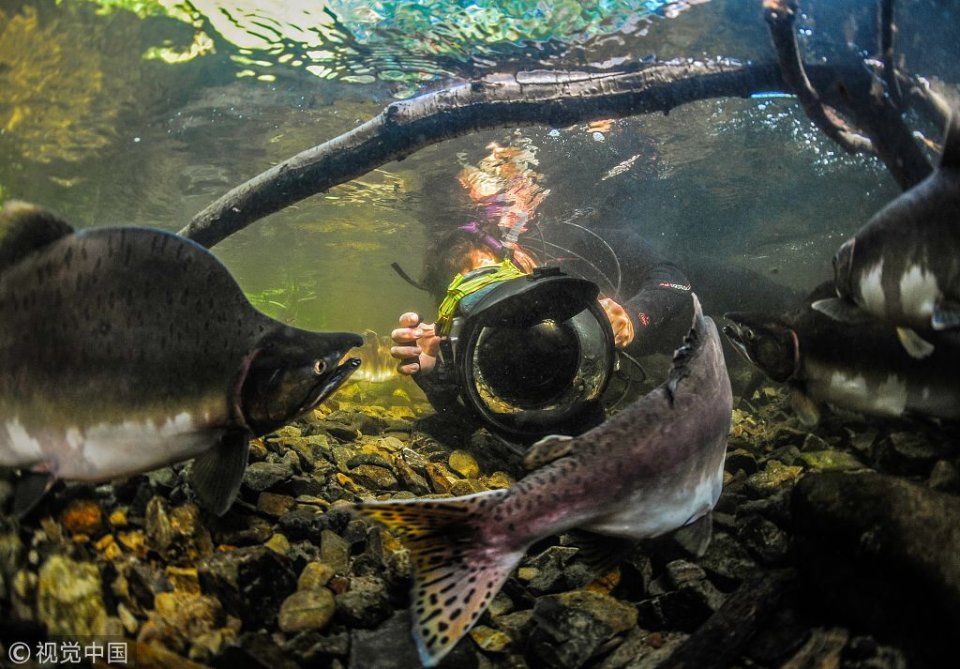俄罗斯:繁殖季节到来 摄影师水下拍摄粉红大马
