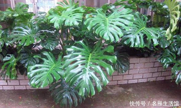  「绿萝」这3种植物“吸甲醛”，比绿萝、吊兰“强10倍”，回家赶紧养1盆！